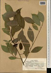 Salix excelsa J.F.Gmel., South Asia, South Asia (Asia outside ex-Soviet states and Mongolia) (ASIA) (Afghanistan)