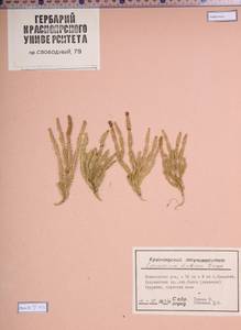 Spinulum annotinum subsp. alpestre (Hartm.) Uotila, Siberia, Altai & Sayany Mountains (S2) (Russia)