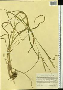 Calamagrostis arundinacea (L.) Roth, Siberia, Western Siberia (S1) (Russia)