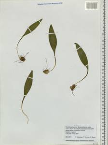 Lilium, Siberia, Baikal & Transbaikal region (S4) (Russia)