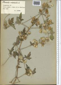 Clematis orientalis L., Middle Asia, Pamir & Pamiro-Alai (M2) (Tajikistan)