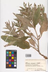 MHA 0 154 117, Phlomis herba-venti subsp. pungens (Willd.) Maire ex DeFilipps, Middle Asia, Caspian Ustyurt & Northern Aralia (M8) (Kazakhstan)