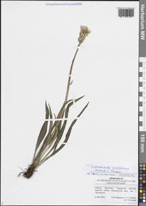 Takhtajaniantha pratorum (Krasch.) Chepinoga, Eastern Europe, Middle Volga region (E8) (Russia)