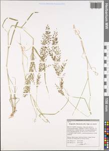 Eragrostis cilianensis (All.) Janch., Eastern Europe, Belarus (E3a) (Belarus)