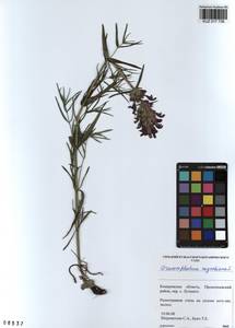 Dracocephalum ruyschiana L., Siberia, Altai & Sayany Mountains (S2) (Russia)