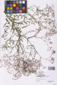 Gypsophila paniculata L., Eastern Europe, Central region (E4) (Russia)