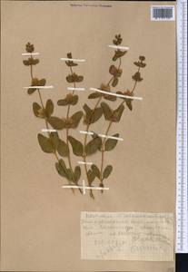 Moluccella olgae (Regel) Ryding, Middle Asia, Northern & Central Tian Shan (M4) (Kyrgyzstan)