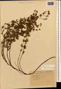 Lotus herbaceus (Vill.) Jauzein, Caucasus, Black Sea Shore (from Novorossiysk to Adler) (K3) (Russia)