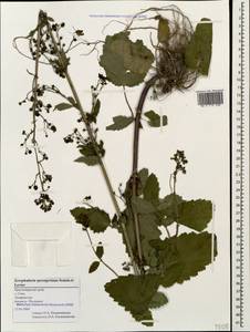 Scrophularia sprengeriana Sommier & Levier, Caucasus, Black Sea Shore (from Novorossiysk to Adler) (K3) (Russia)