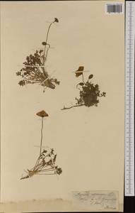 Papaver alpinum L., Western Europe (EUR) (Switzerland)