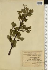 Betula pubescens var. pumila (Zanoni ex Murray) Govaerts, Eastern Europe, Northern region (E1) (Russia)