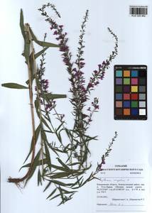 Lythrum virgatum L., Siberia, Altai & Sayany Mountains (S2) (Russia)