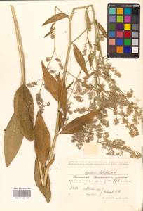 Lepidium latifolium L., Eastern Europe, Central region (E4) (Russia)
