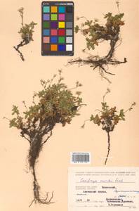 Micranthes merkii subsp. merkii, Siberia, Chukotka & Kamchatka (S7) (Russia)