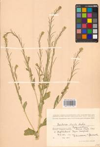Barbarea stricta Andrz., Eastern Europe, Lower Volga region (E9) (Russia)