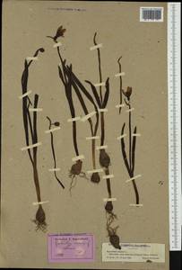 Galanthus nivalis L., Western Europe (EUR) (France)