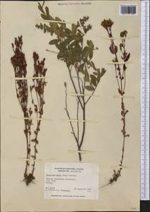Hypericum majus (A. Gray) Britton, America (AMER) (Canada)