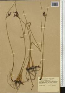 Juncus balticus Willd., Western Europe (EUR) (Poland)