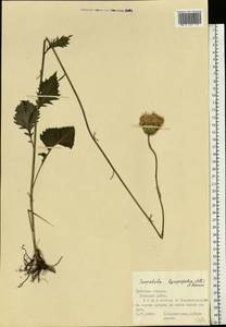 Klasea lycopifolia (Vill.) Á. Löve & D. Löve, Eastern Europe, Central region (E4) (Russia)