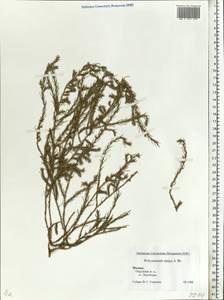 Polycnemum majus A. Braun, Eastern Europe, Moscow region (E4a) (Russia)