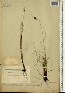 Ficinia deusta (P.J.Bergius) Levyns, Africa (AFR) (South Africa)