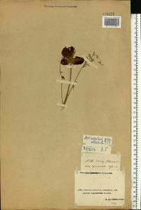 Astragalus physodes, Middle Asia, Caspian Ustyurt & Northern Aralia (M8) (Kazakhstan)