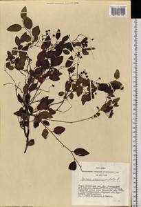 Spiraea chamaedryfolia L., Siberia, Altai & Sayany Mountains (S2) (Russia)