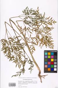 Silphiodaucus prutenicus subsp. prutenicus, Eastern Europe, Moscow region (E4a) (Russia)