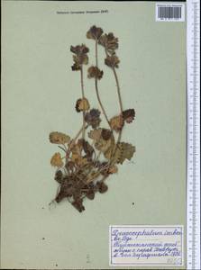Dracocephalum imberbe Bunge, Middle Asia, Pamir & Pamiro-Alai (M2)