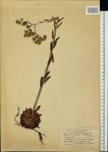 Sempervivum ruthenicum Koch ex Schnittsp. & C. B. Lehm., Eastern Europe, Central region (E4) (Russia)