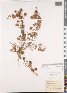Thymus talijevii subsp. paucifolius (Klokov) P.A.Schmidt, Siberia, Western Siberia (S1) (Russia)