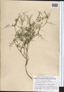 Vicia kokanica Regel & Schmalh., Middle Asia, Western Tian Shan & Karatau (M3) (Kazakhstan)
