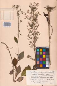 Lactuca raddeana Maxim., Siberia, Russian Far East (S6) (Russia)