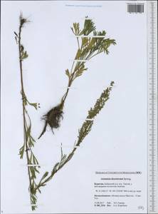 Artemisia desertorum Spreng., Siberia, Baikal & Transbaikal region (S4) (Russia)