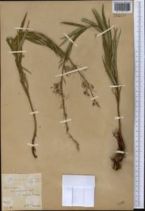 Chamaenerion angustifolium (L.) Scop., Middle Asia, Northern & Central Kazakhstan (M10) (Kazakhstan)