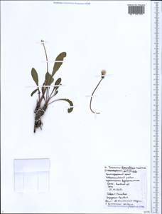 Taraxacum bessarabicum (Hornem.) Hand.-Mazz., Caucasus, Black Sea Shore (from Novorossiysk to Adler) (K3) (Russia)