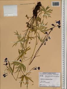 Delphinium cheilanthum Fisch. ex DC., Siberia, Central Siberia (S3) (Russia)