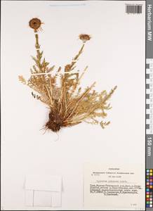 Tanacetum pulchrum (Ledeb.) Sch. Bip., Siberia, Altai & Sayany Mountains (S2) (Russia)