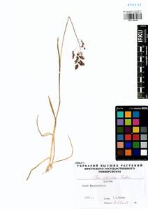 Poa sibirica Roshev., Siberia, Baikal & Transbaikal region (S4) (Russia)