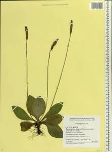 Plantago media L., Eastern Europe, Central forest-and-steppe region (E6) (Russia)