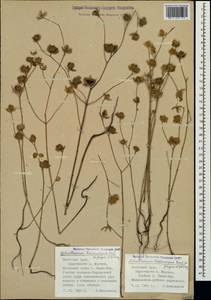 Helianthemum ledifolium subsp. lasiocarpum (Jacques & Hérincq) Nyman, Crimea (KRYM) (Russia)