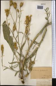Centaurea glastifolia subsp. intermedia (Boiss.) L. Martins, Middle Asia, Dzungarian Alatau & Tarbagatai (M5) (Kazakhstan)