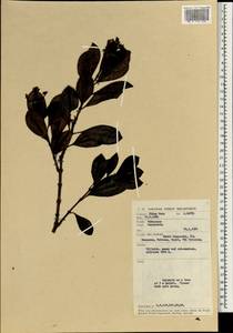 Psychotria, South Asia, South Asia (Asia outside ex-Soviet states and Mongolia) (ASIA) (Malaysia)
