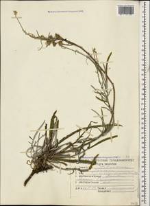 Jurinea ciscaucasica (Sosn.) Iljin, Caucasus, Dagestan (K2) (Russia)