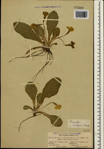 Primula vulgaris Huds., Crimea (KRYM) (Russia)