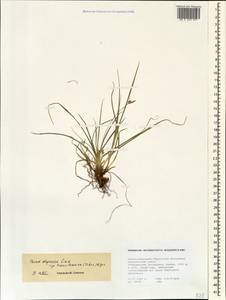 Carex depressa subsp. transsilvanica (Schur) K.Richt., Caucasus, Stavropol Krai, Karachay-Cherkessia & Kabardino-Balkaria (K1b) (Russia)