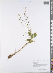 Arabis planisiliqua subsp. nemorensis (Wolf ex Hoffm.) Soják, Eastern Europe, Central forest region (E5) (Russia)