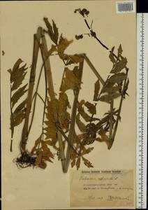 Valeriana officinalis L., Eastern Europe, South Ukrainian region (E12) (Ukraine)