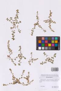 Herniaria glabra L., Eastern Europe, Moscow region (E4a) (Russia)