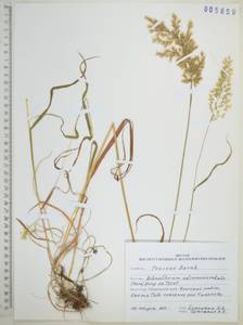 Achnatherum pekinense (Hance) Ohwi, Siberia, Russian Far East (S6) (Russia)